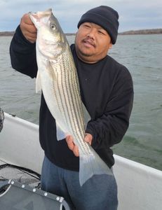 Striped bass fishing in Madill