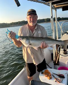 Striped bass caught while fishing in Madill
