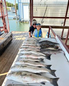 Three striped bass caught in Madill