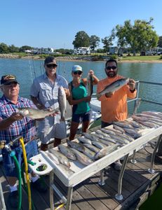 Four striped bass caught while fishing in Madill
