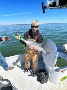 Striped bass caught fishing in OK