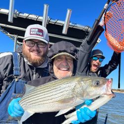 A striped bass measuring 19 inches caught while fishing in OK