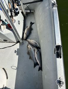 Two striped bass caught while fishing in OK