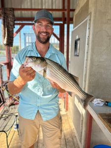 Striped bass caught in Madill