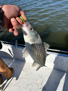 Striped bass caught in Madill