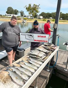 Striped Bass caught while fishing in Madill