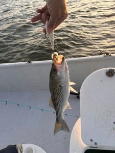 Striped bass caught while fishing in OK
