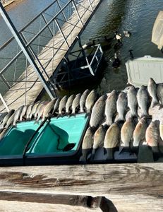 Three white bass and wiper (hybrid striped bass) in a fishing scene in OK