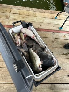 Two white catfish caught while fishing in OK