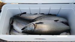 Two Chinook salmon caught while fishing in Burt