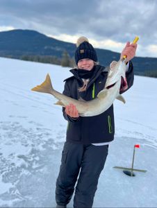 Blue catfish caught in NY