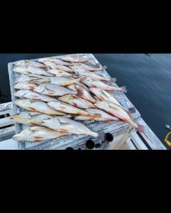 Two anglers reeling in their catch on the shores of Florida