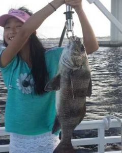 Angler catching a large black drum fish in Florida