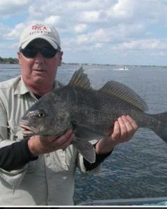 Angler with a black drum fish in Florida
