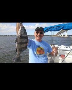Black Drum fish caught in Jensen Beach