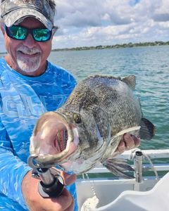 Black drum fish caught while fishing in Jensen Beach