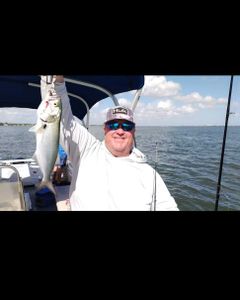 Bluefish, 16 inches, caught while fishing in Jensen Beach