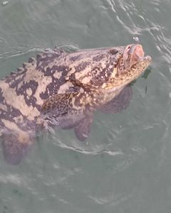 Angler fishing in Florida