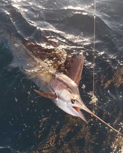 Fishing in FL