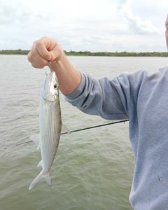 Fishing tour at Jensen Beach