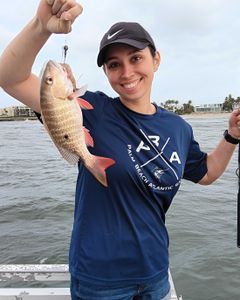Mutton Snapper, 11 inches, caught while fishing in Jensen Beach