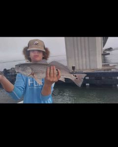 Redfish caught in FL