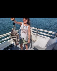 A caught sheepshead fish measuring 16 inches in Jensen Beach