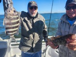 Two sheepshead fish being caught during a fishing tour in Florida