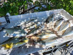 6 black drum fish caught in FL