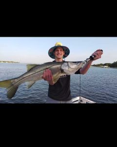 A snook, a 36-inch saltwater fish, caught in FL