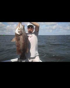 Tripletail fish caught in Jensen Beach