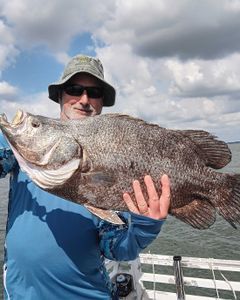 Tripletail fish caught by fisherman in FL
