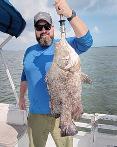 A Tripletail fish caught in FL during a fishing tour