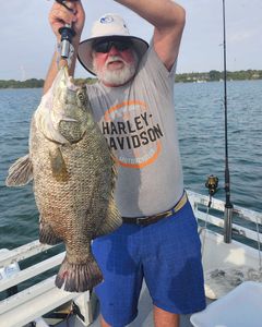 Tripletail fish caught in Jensen Beach