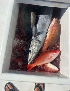 Two fish caught in FL
