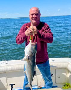 Strike Gold with Striped Bass