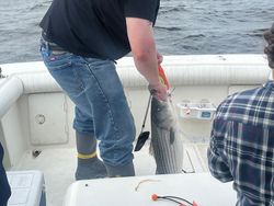 Reeling in the striper magic!