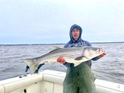 Huge Striper Caught in New Jersey