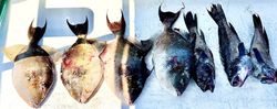 Fish-Species