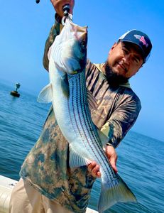 Striped bass caught while fishing in NJ