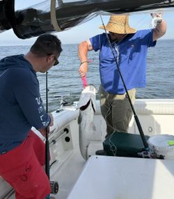 Fishing trip on boat in Port Monmouth Road NJ waters with catch being landed