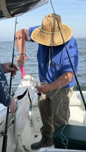 Fresh caught fish being held on fishing boat in Port Monmouth Road NJ waters
