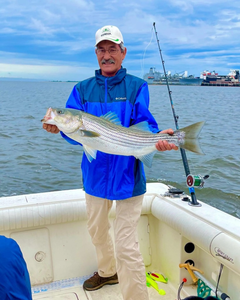 Striped bass catch displayed on fishing boat in Port Monmouth Road NJ