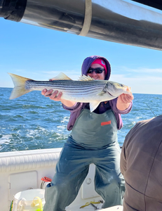 Striped bass catch displayed on fishing boat in Port Monmouth Road NJ waters