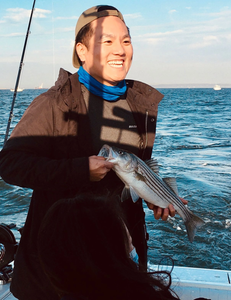 Striped bass catch on fishing boat in Port Monmouth Road NJ waters