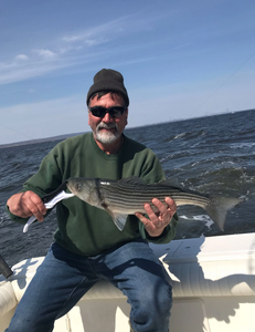 Striped bass caught while fishing at Port Monmouth Road NJ