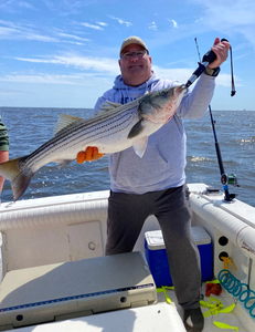 Striped bass catch displayed on fishing boat in Port Monmouth Road NJ waters