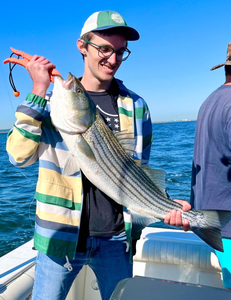 Fresh caught striped bass held on fishing boat in Port Monmouth Road NJ waters