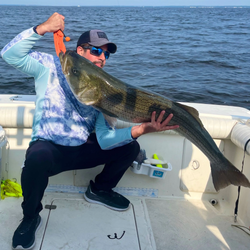 Large striped bass caught while fishing in Port Monmouth Road NJ waters