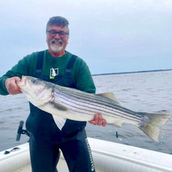 Large striped bass caught while fishing in Port Monmouth Road NJ waters